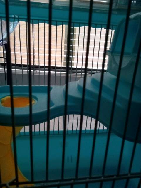 REGALO Accesorios para Hamster 2