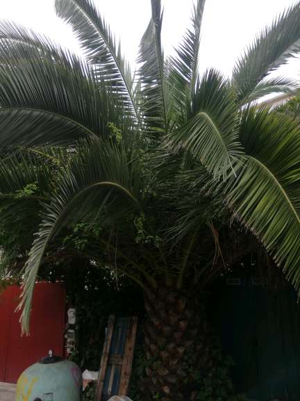 REGALO Palmera 1