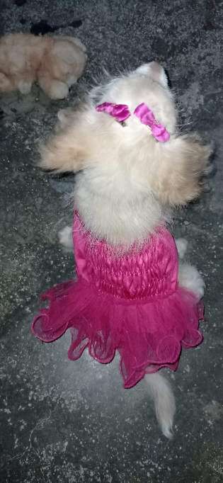 REGALO se regala vestido para perrita  1