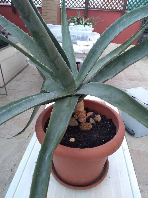 REGALO Aloe vera - Savila. varios tamaos