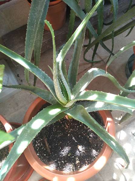 REGALO Aloe vera - Savila. varios tamaos 2