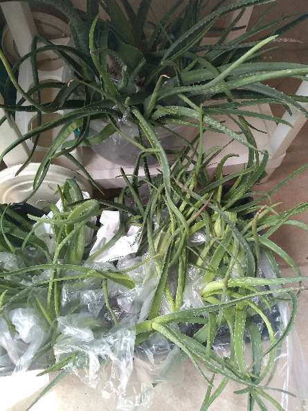 REGALO Aloe vera - Savila. varios tamaos 3