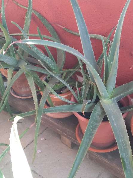 REGALO Aloe vera - Savila. varios tamaos 4