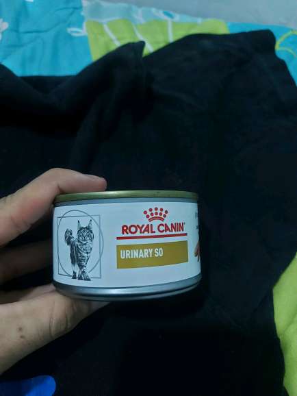 REGALO comida para gato 1
