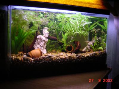 REGALO acuario REGALO acuario