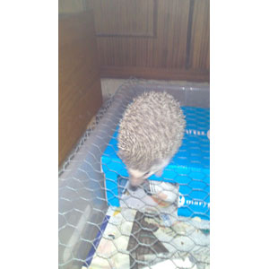 REGALO Erizo Africano 3