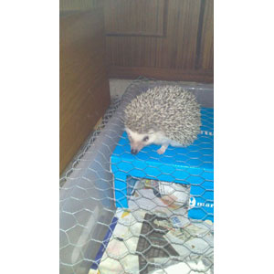 REGALO Erizo Africano 2