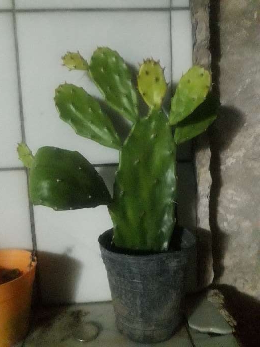 REGALO Cactus