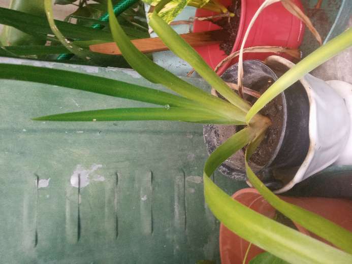 REGALO Plantines de palmera dracena marginata